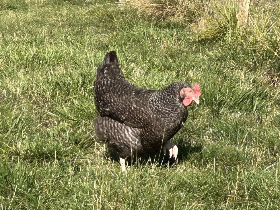 A chicken in a grassy area at Keepers Cottage in West Knoyle