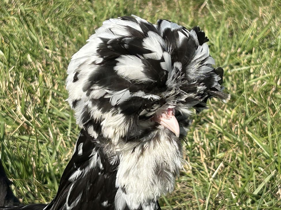 A bird with distinctive feathers in a grassy area at Keepers Cottage, West Knoyle