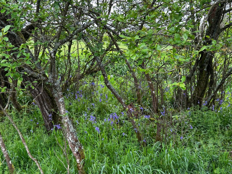 A scene with trees and blue flowers in a grassy area at Keepers Cottage in West Knoyle