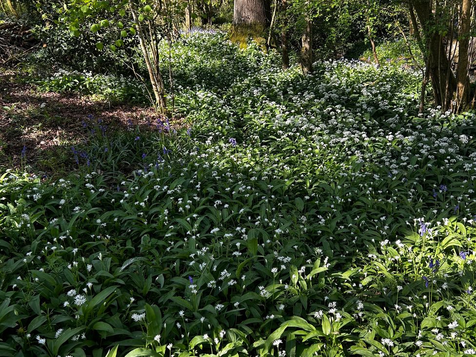 A forest area with wild garlic and bluebells at Keepers Cottage in West Knoyle