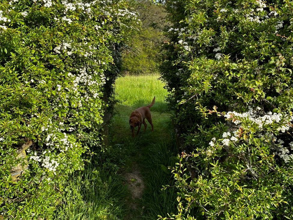 A dog walking on a path between hedges at Keepers Cottage in West Knoyle
