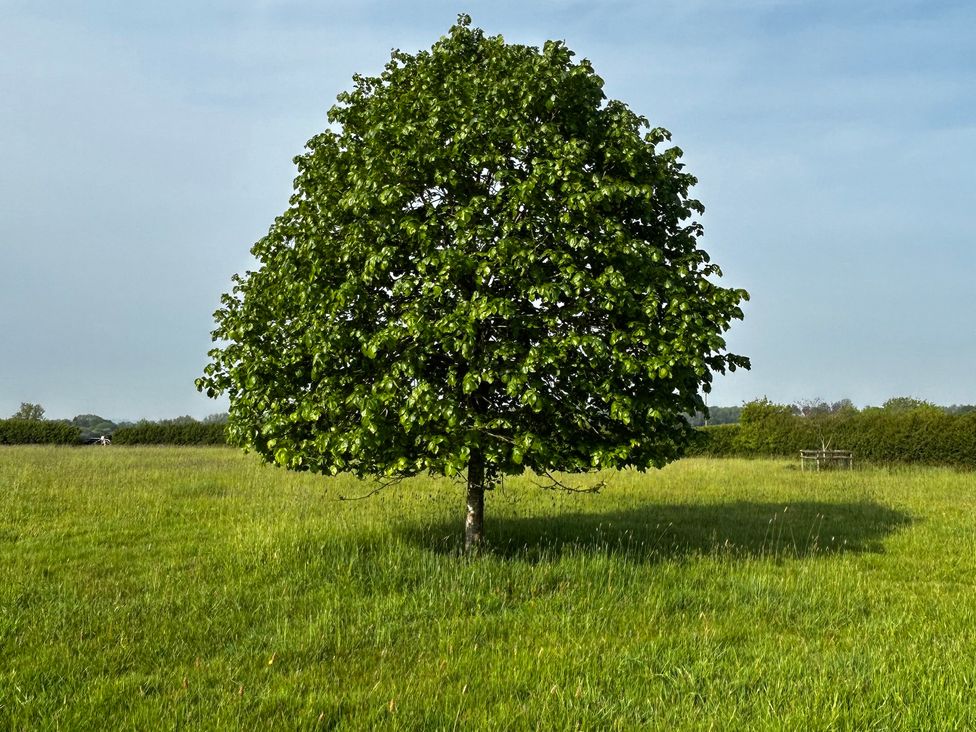 A tree in a grassy field at Keepers Cottage in West Knoyle