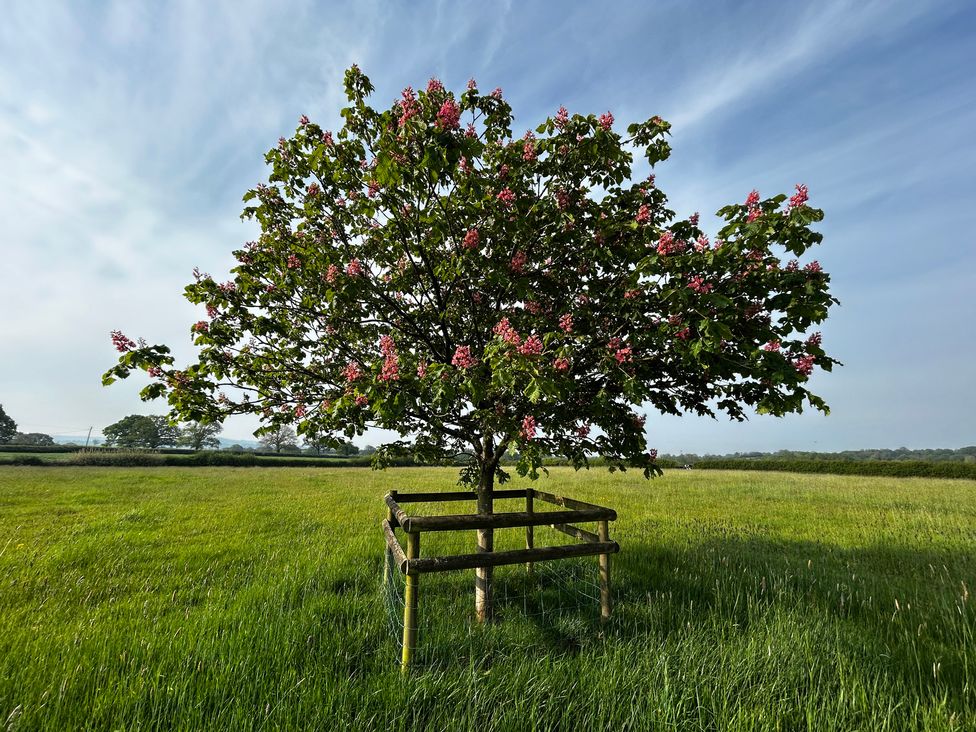 A tree with pink flowers in a field at Keepers Cottage in West Knoyle