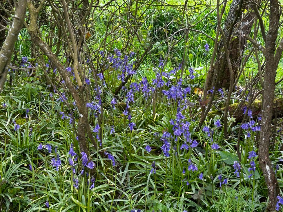 A cluster of bluebells amongst trees at Keepers Cottage in West Knoyle