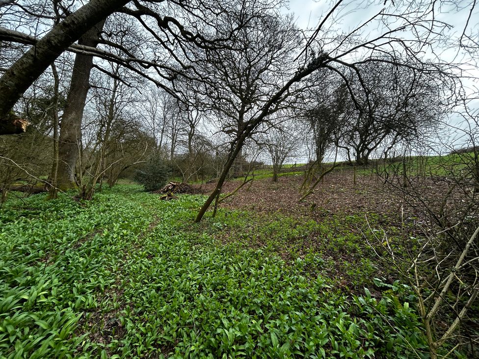 A forest area with trees and green foliage at Keepers Cottage in West Knoyle