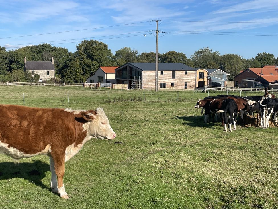 A cow in a field with barns in the background at 1 New Dairy Barn