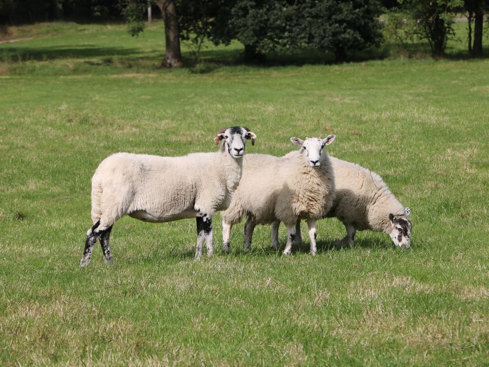 Stoney Cliffe Farm - Peak District & Derbyshire - 1021995 - thumbnail photo 39