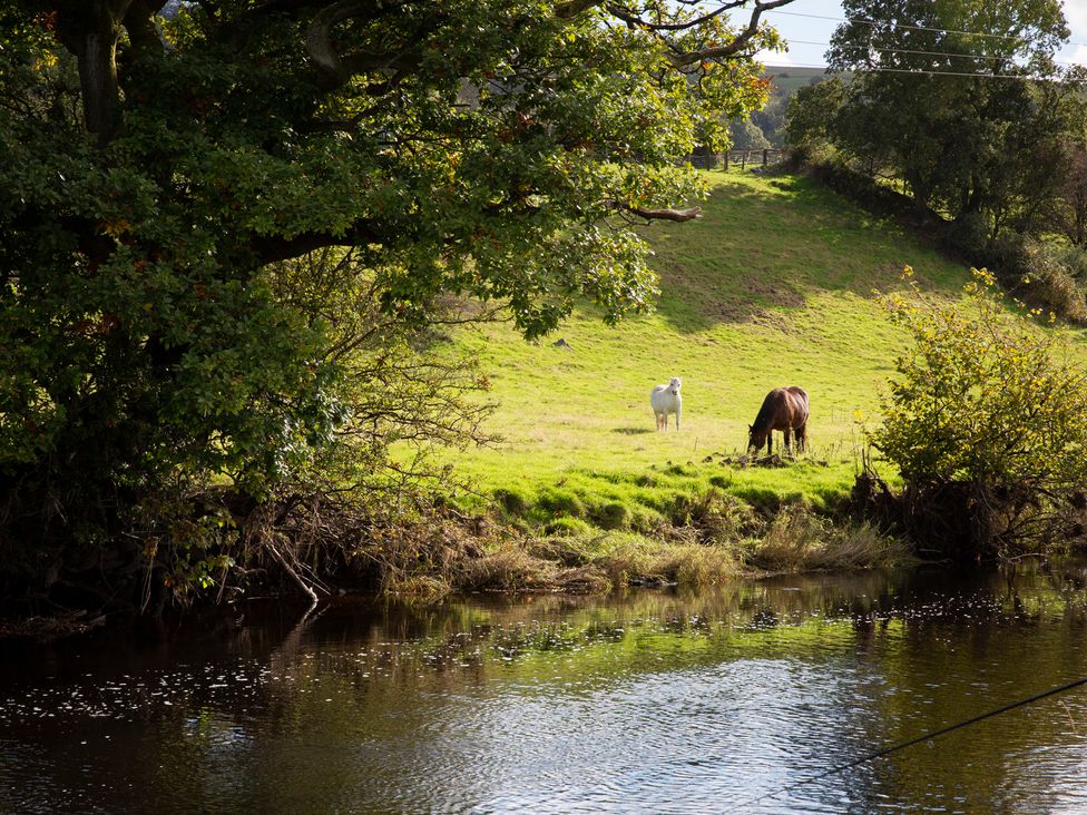 A tree and animals grazing near a body of water at Bwthyn Bach Brefi