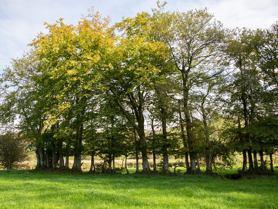 Group of trees in a grassy field at Bwthyn Bach Brefi