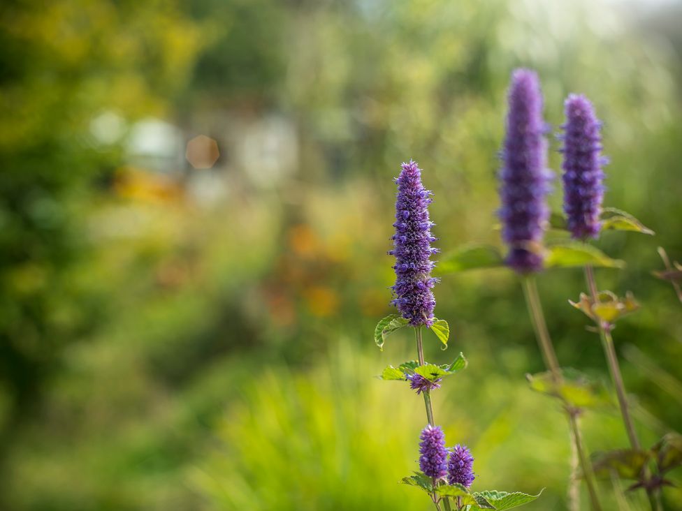 Purple flowers in a garden at Onnen Oakford near Aberaeron