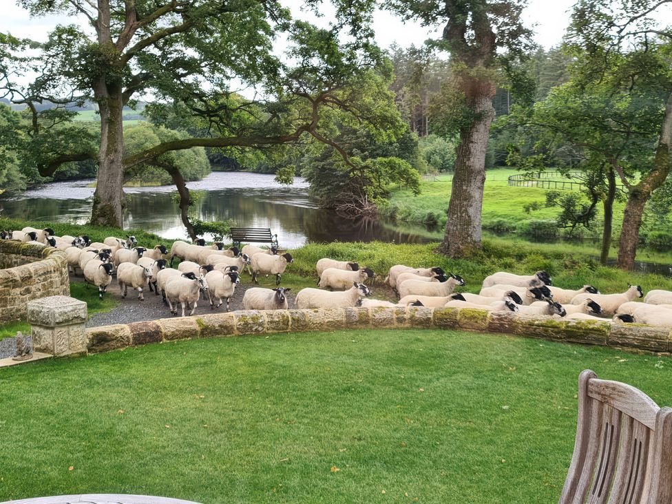 A herd of sheep near a river and trees at Romsey Lodge in Wark