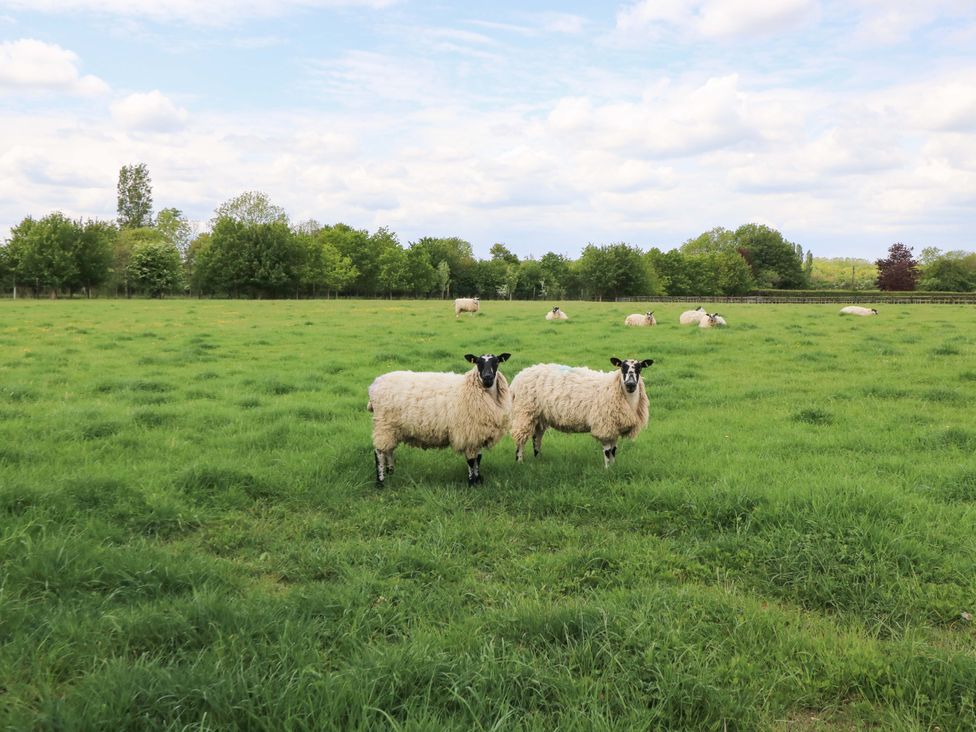 Two sheep in a field with grass and trees at Badger Cottage in Babcary near Lydford-On-Fosse