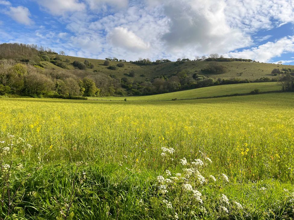 A field with wildflowers and hills at Newstead Farmhouse in East Chiltington near Lewes, Sussex