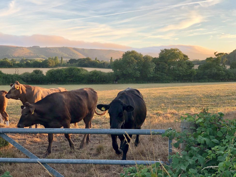 Cows in a field with mountains and trees at Newstead Farmhouse, East Chiltington near Lewes, Sussex
