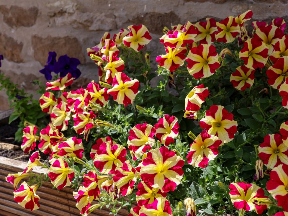 A display of red and yellow flowers in a flower pot at Crabtree Cottage Suffield near Scalby