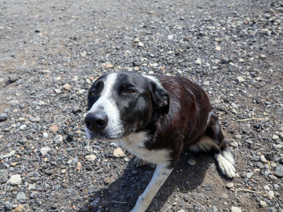 A dog sitting on a gravel surface at Crabtree Cottage in Suffield near Scalby