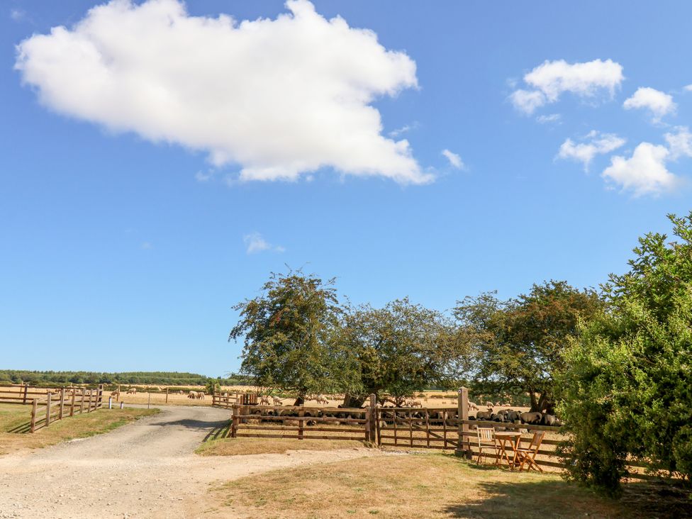 A rural scene with trees, sheep, and a gravel path at Crabtree Cottage in Suffield near Scalby