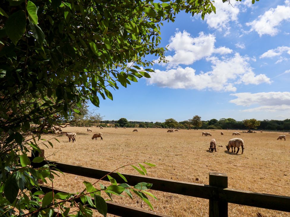 A field with sheep grazing at Crabtree Cottage Suffield near Scalby