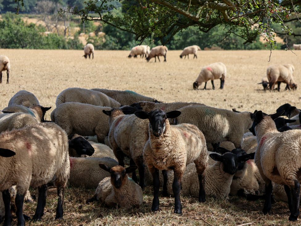 A flock of sheep grazing in a field at Crabtree Cottage Suffield near Scalby
