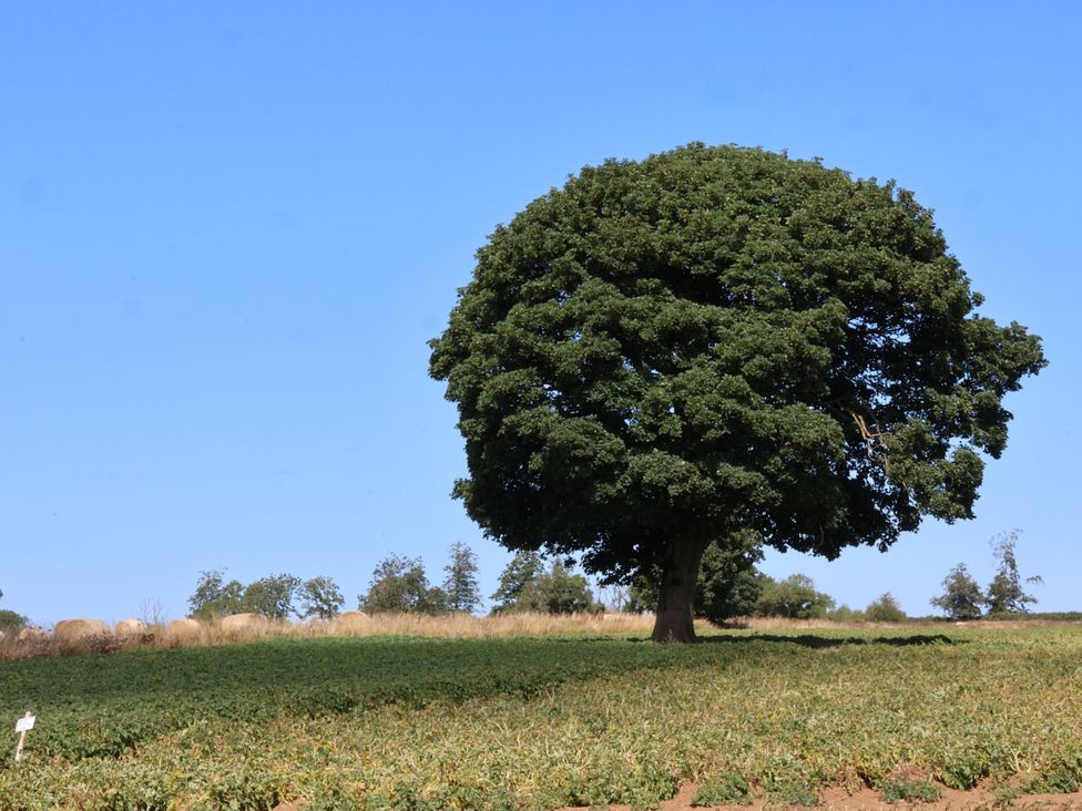 A tree standing in a field under a clear blue sky at Crabtree Cottage Suffield near Scalby