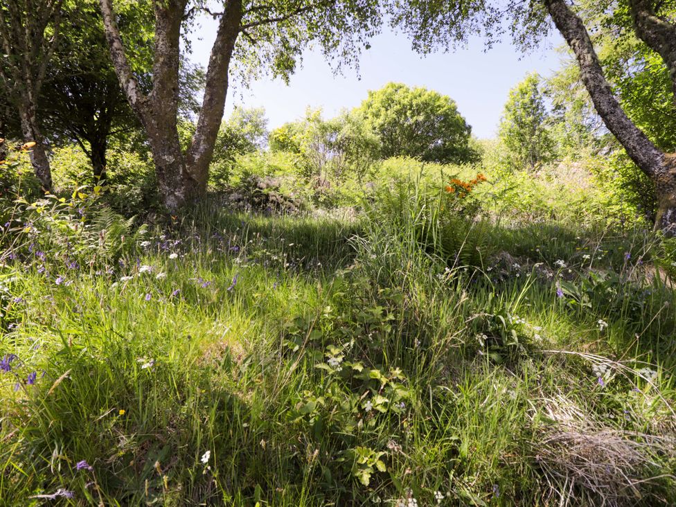 A forested area with grass and wildflowers at The Lookout in Saasaig near Broadford