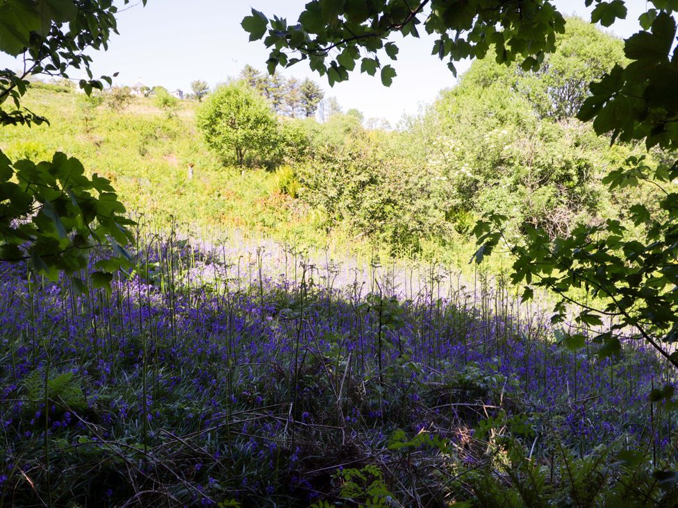 A view of blue flowers and greenery in a natural setting at The Lookout Saasaig near Broadford