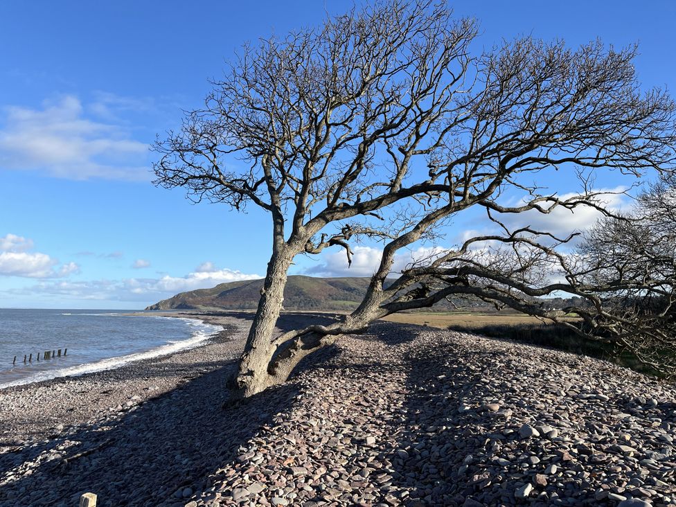 A tree near a beach with rocks and water at 3 Lowerbourne Terrace Porlock