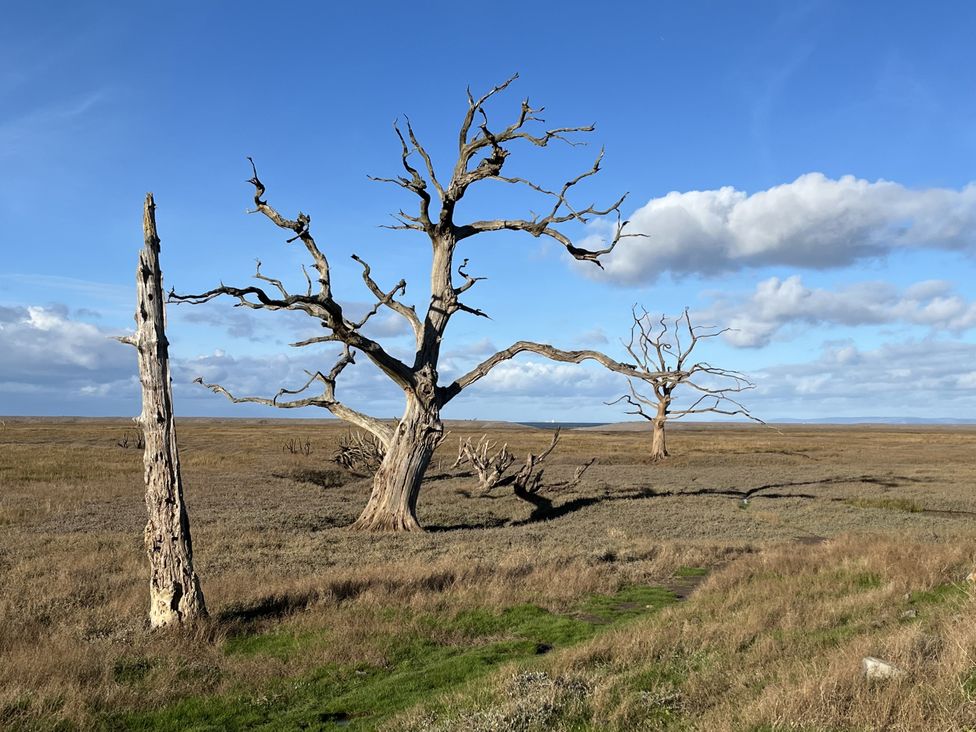 A landscape with dead trees and grass at 3 Lowerbourne Terrace Porlock