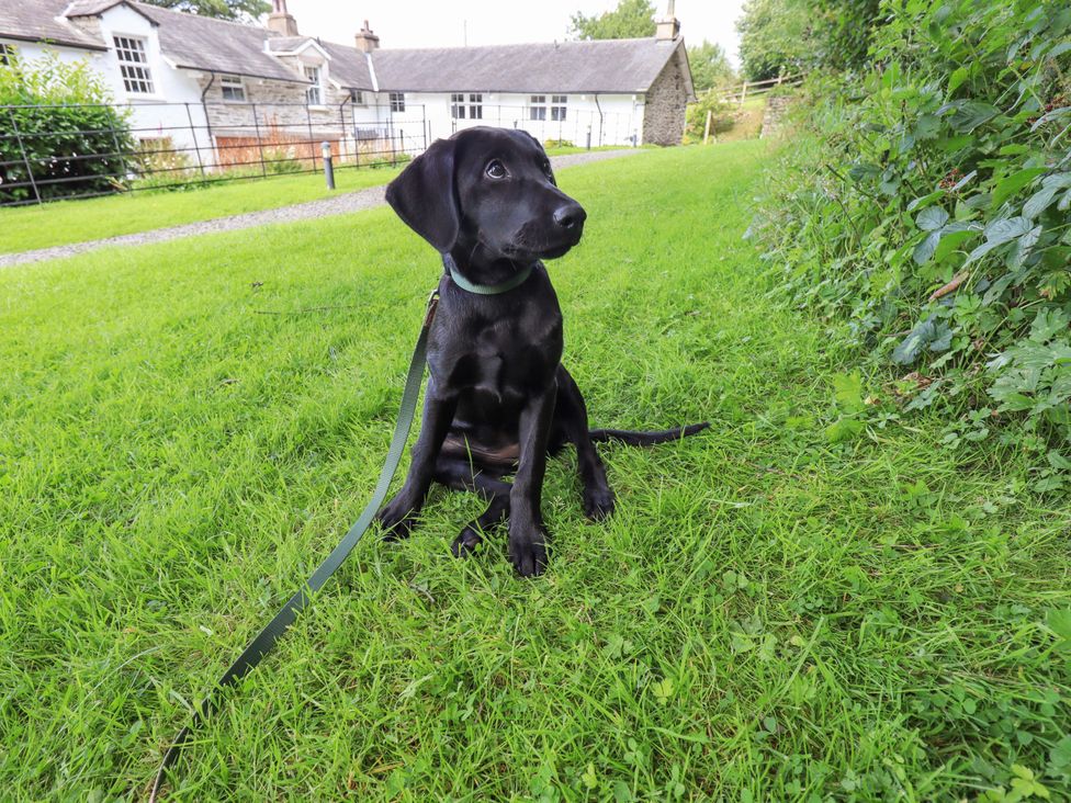 A dog sitting on the grass near a house at Abbots Reading Mews 2 in Grizedale