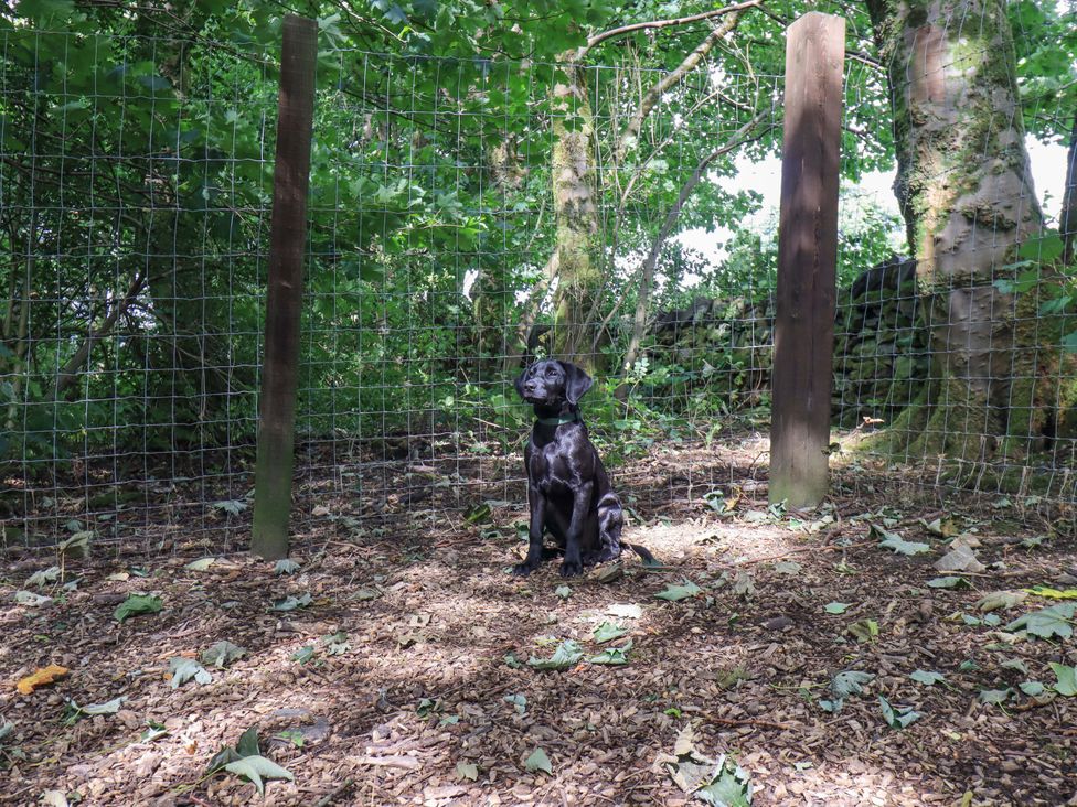 A dog sitting near a fenced area surrounded by trees at Abbots Reading Suite Lakeside