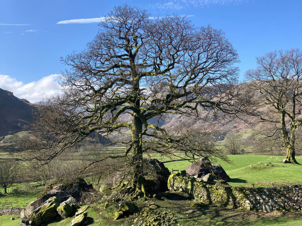 A tree with bare branches and rocks in a field at Beck Steps Chapel Stile
