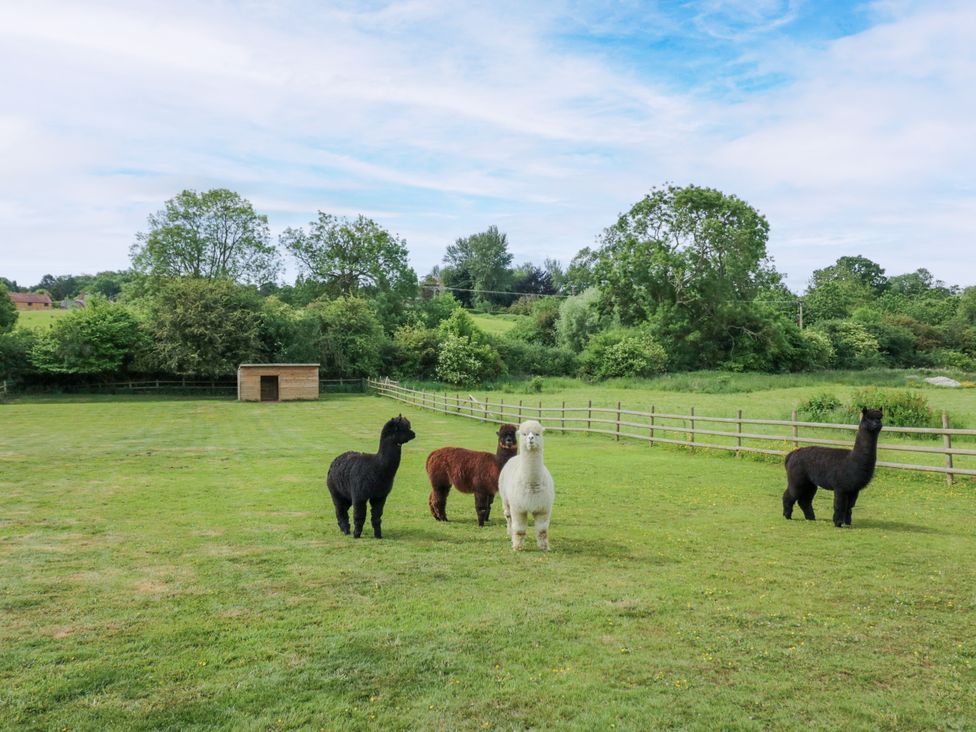 A field with alpacas and a shed at The Coach House in Chacombe