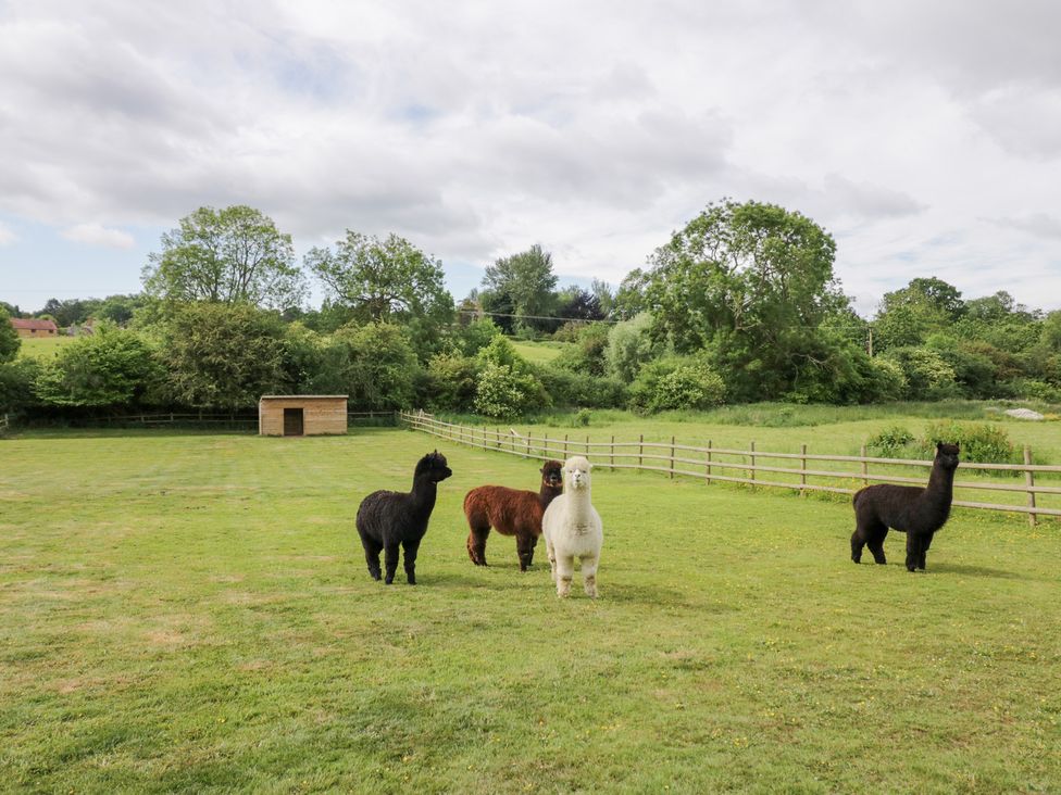 A field with alpacas and a shed at Acorn Lodge At Bridge Lake Farm & Fishery Chacombe