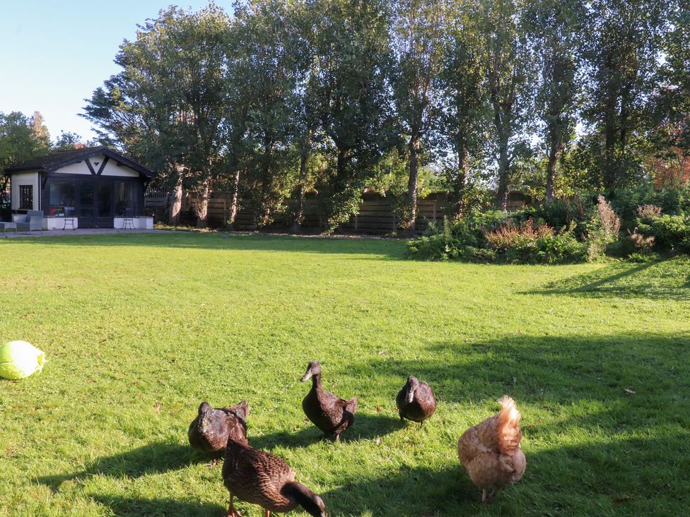 A garden with ducks and a chicken at Mayfield Cottage in Blackpool