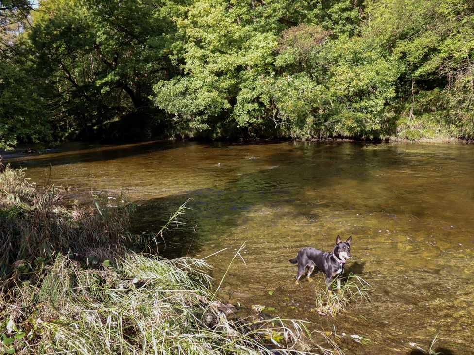 A dog standing in a river surrounded by grass and trees at Embden Pod at Banwy Glamping Llanfair Caereinion