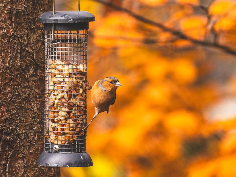 A bird at a feeder filled with nuts in outdoor area at Heilan Roo near Killiecrankie and Pitlochry and Blair Atholl
