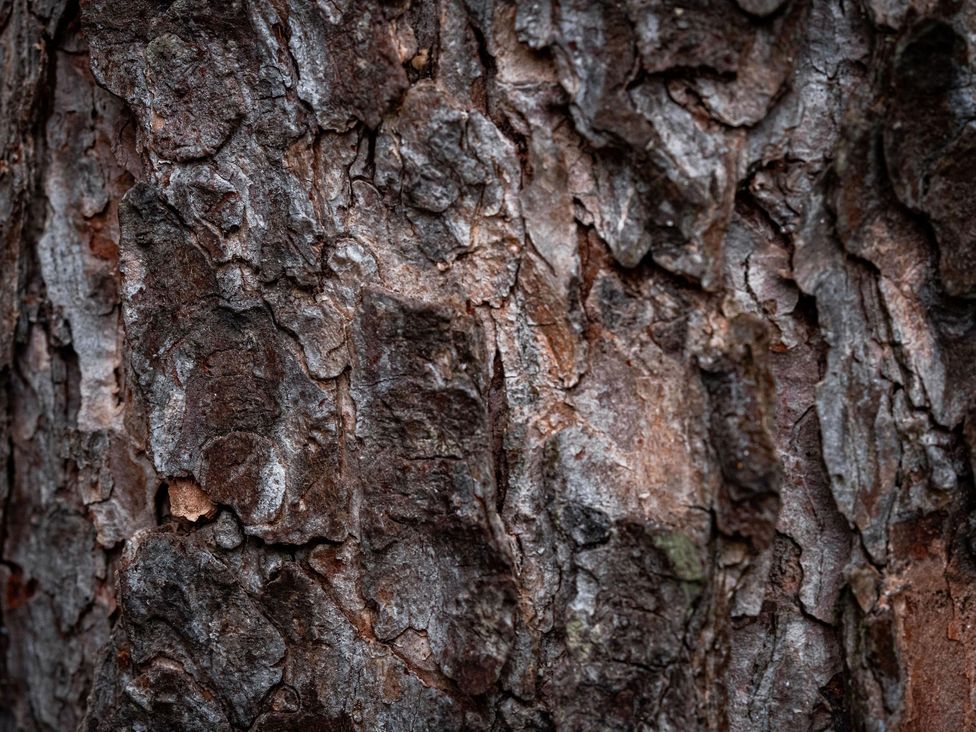Close-up view of tree bark texture