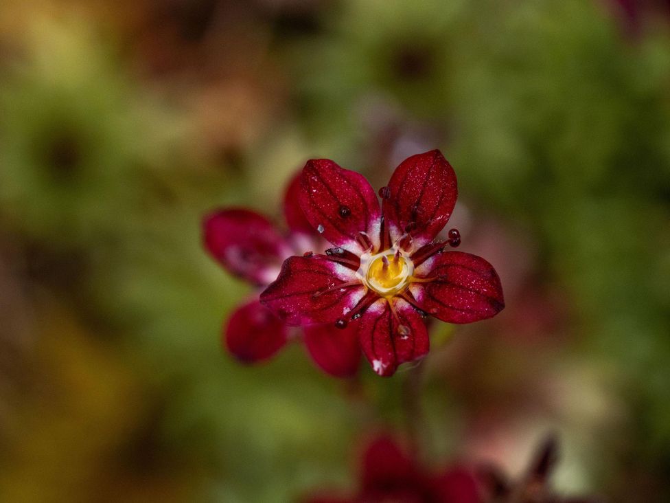A close-up of a red flower with a yellow center at Heilan Roo in Killiecrankie near Pitlochry and Blair Atholl