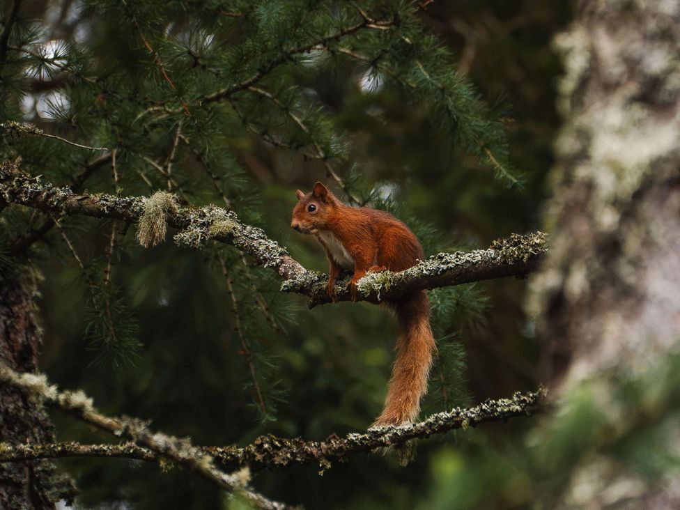 A squirrel sitting on a branch among trees in a forest
