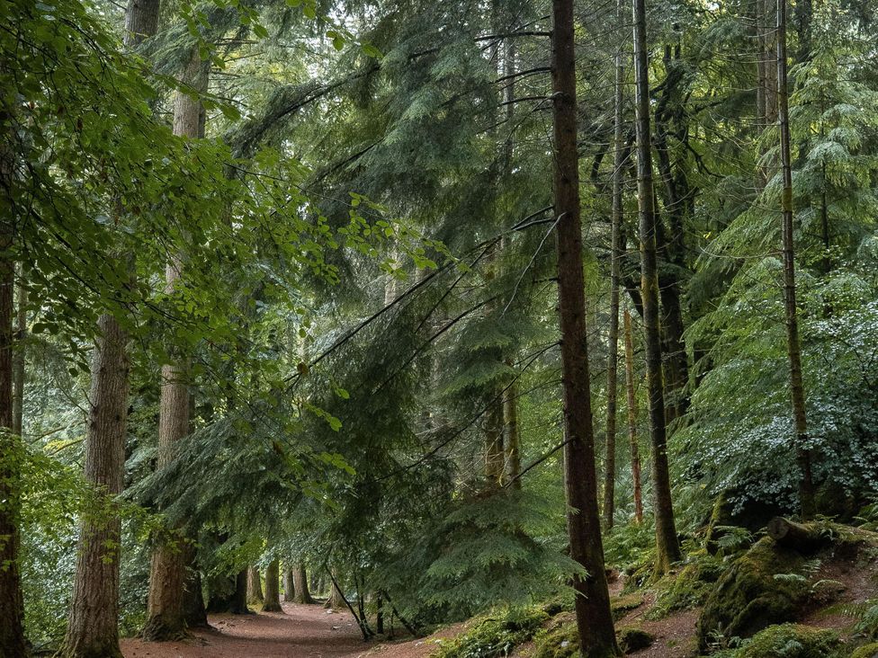 A pathway through trees in a forest at Heilan Roo Killiecrankie near Pitlochry and Blair Atholl