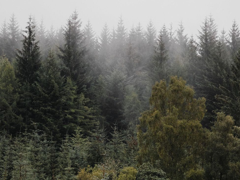 A dense forest with trees and mist at Heilan Roo near Killiecrankie and Pitlochry and Blair Atholl