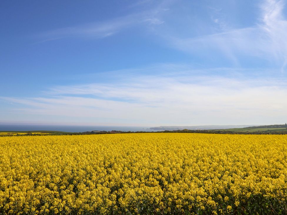A field of yellow flowers with a blue sky at Voebroch in Lythe