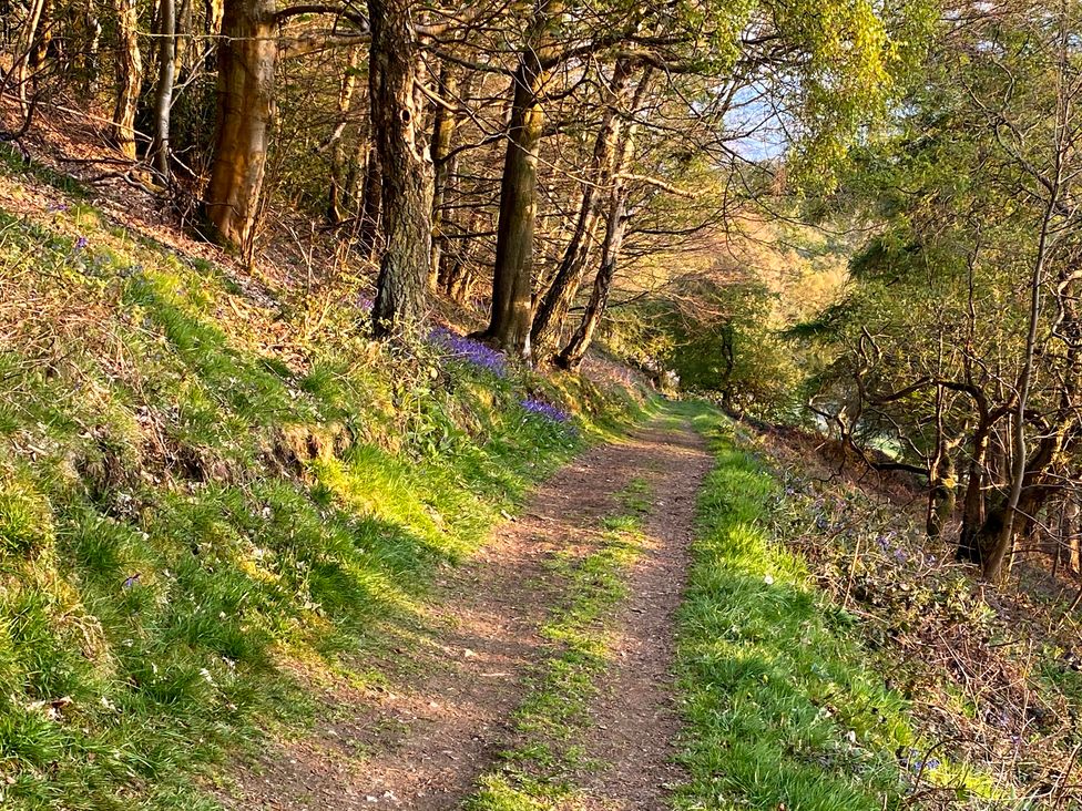 A path lined with trees and flowers in a natural setting at The Escape in Malvern