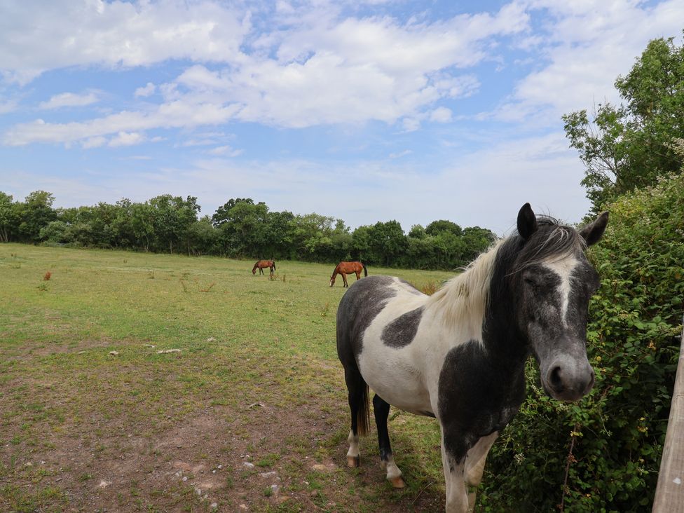 A horse in a field with other horses grazing at Garden View in Wellington