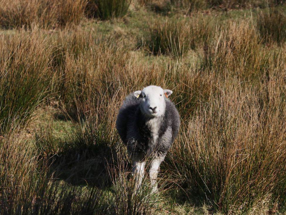 A sheep standing in a grassy field near Walkers Retreat in Keswick