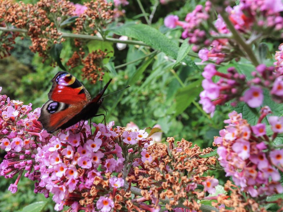 A butterfly on pink flowers at Branklyn Garden Cottage Perth