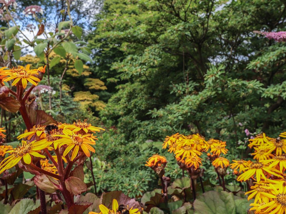 A cluster of yellow flowers with bees in a garden at Branklyn Garden Cottage in Perth