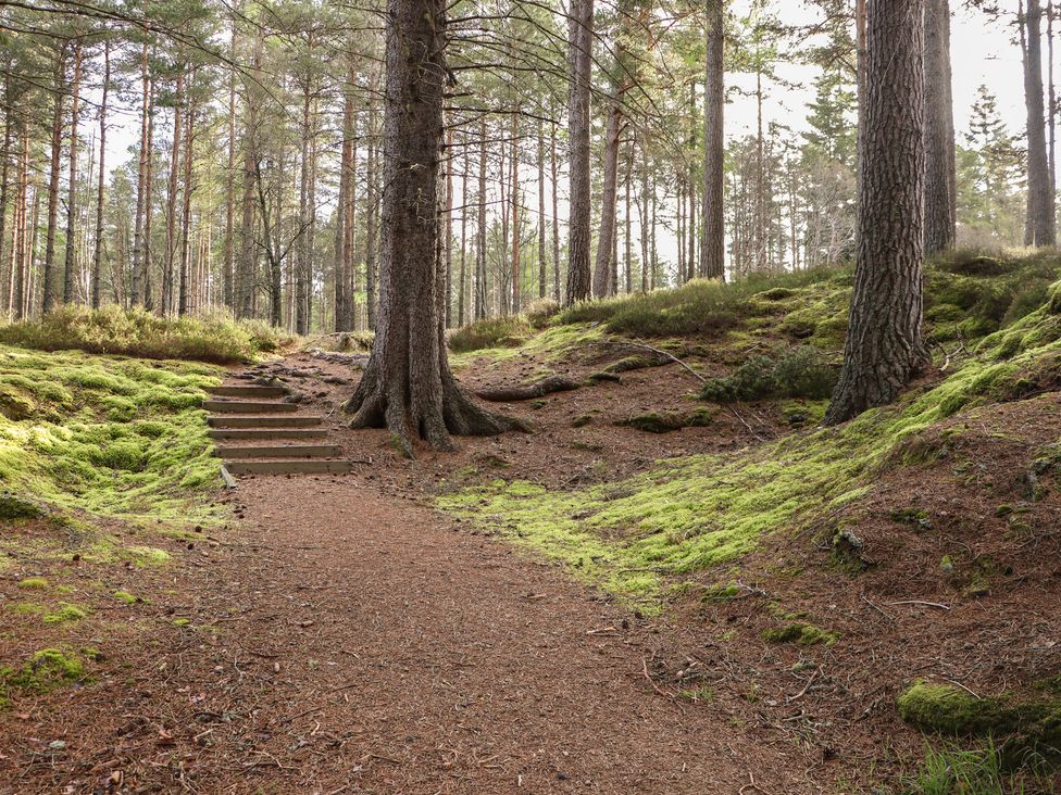 A pathway with stairs leading through trees at Braeriach - Mar Lodge Estate, Braemar