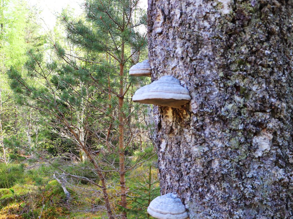 A tree with fungi growing on it in a forest