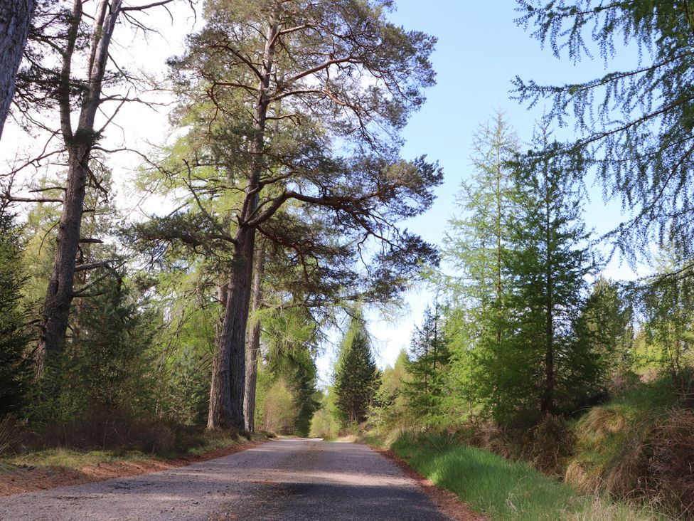 A road surrounded by trees in a forest at Derry - Mar Lodge Estate, Braemar